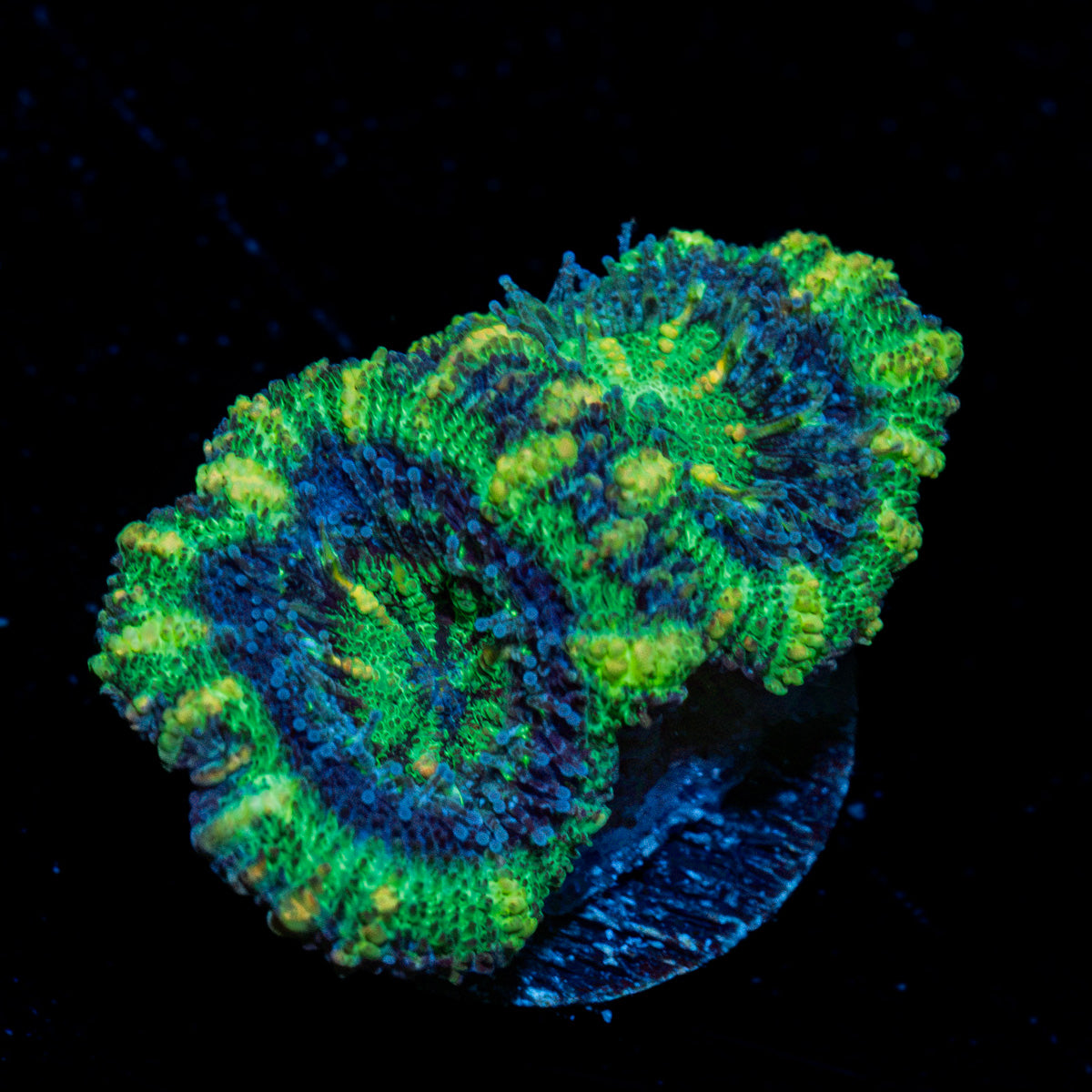 Acan Coral with fleshy polyps in reef aquarium