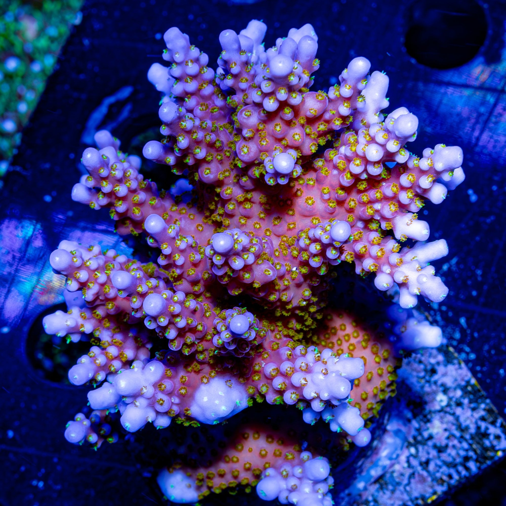 Riptide Aquaculture ARC Firework Acropora coral under white light, showcasing striking red and yellow polyps with a detailed branching structure.