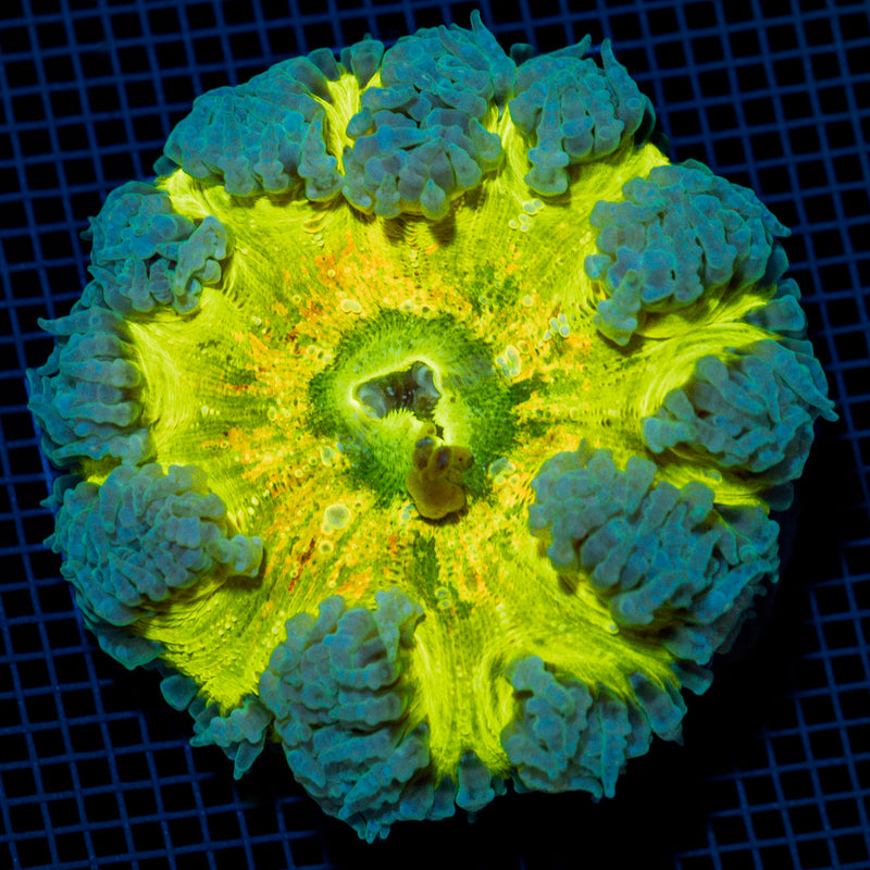 Ultra Rock Flower Anemome