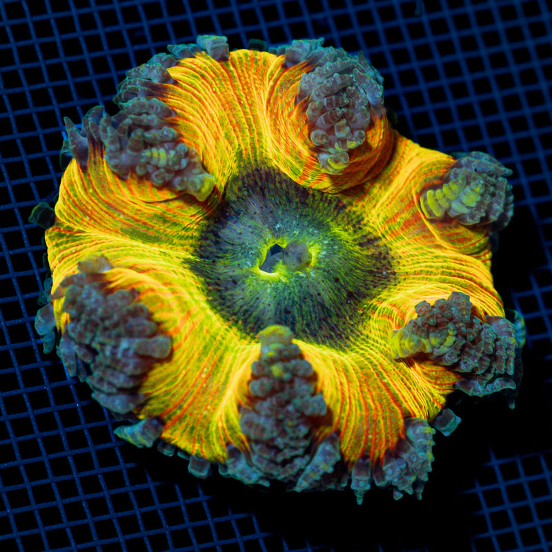 Ultra Rock Flower Anemome
