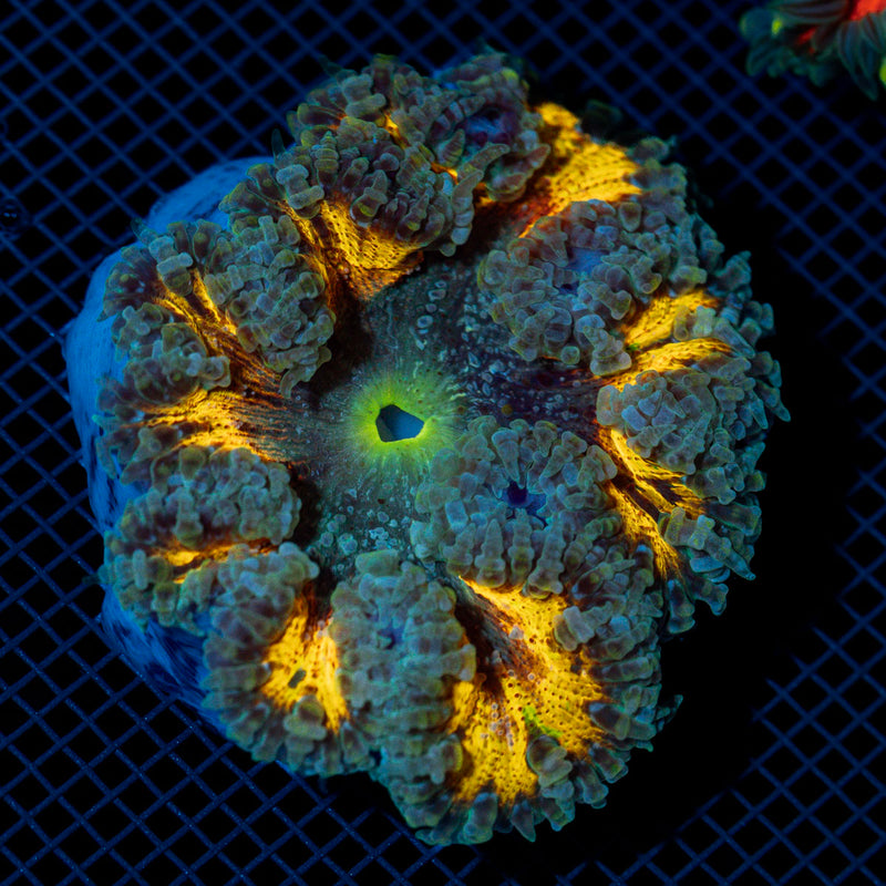 Ultra Rock Flower Anemome