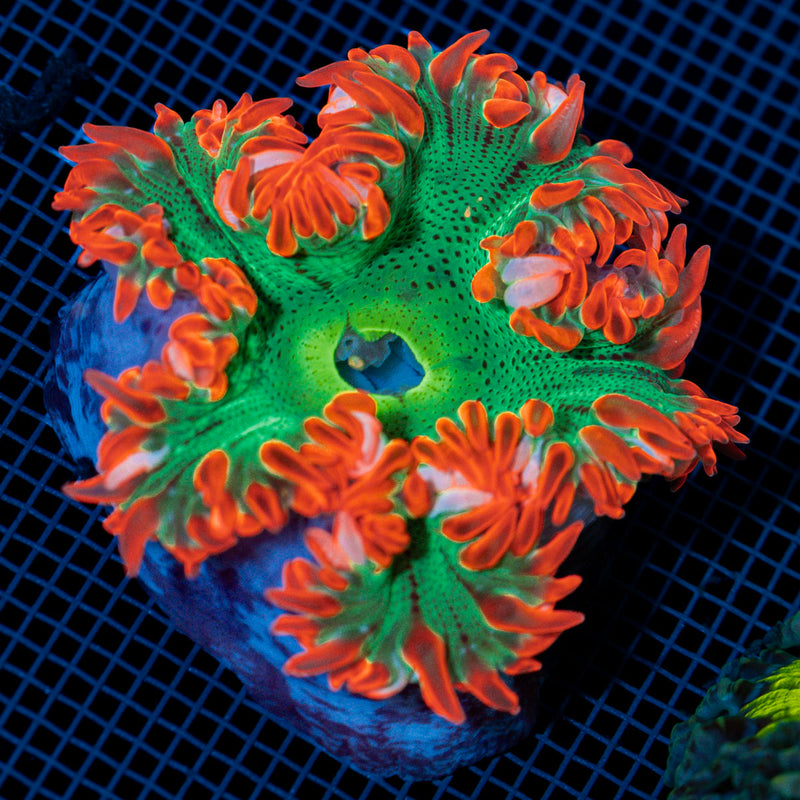 Ultra Rock Flower Anemome