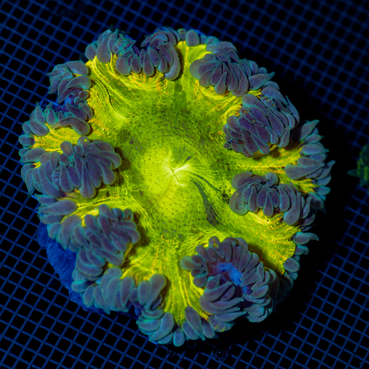 Ultra Rock Flower Anemome