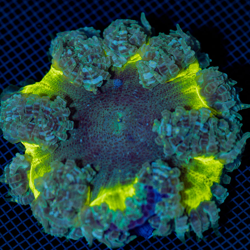 Ultra Rock Flower Anemome