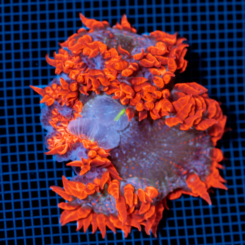 Ultra Rock Flower Anemome