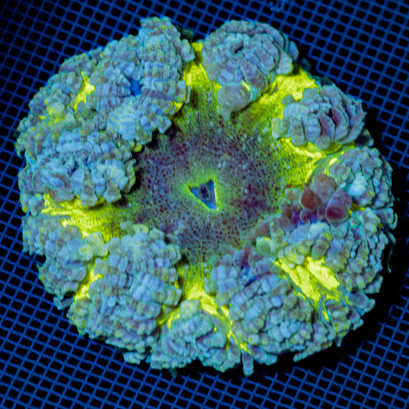 Ultra Rock Flower Anemome