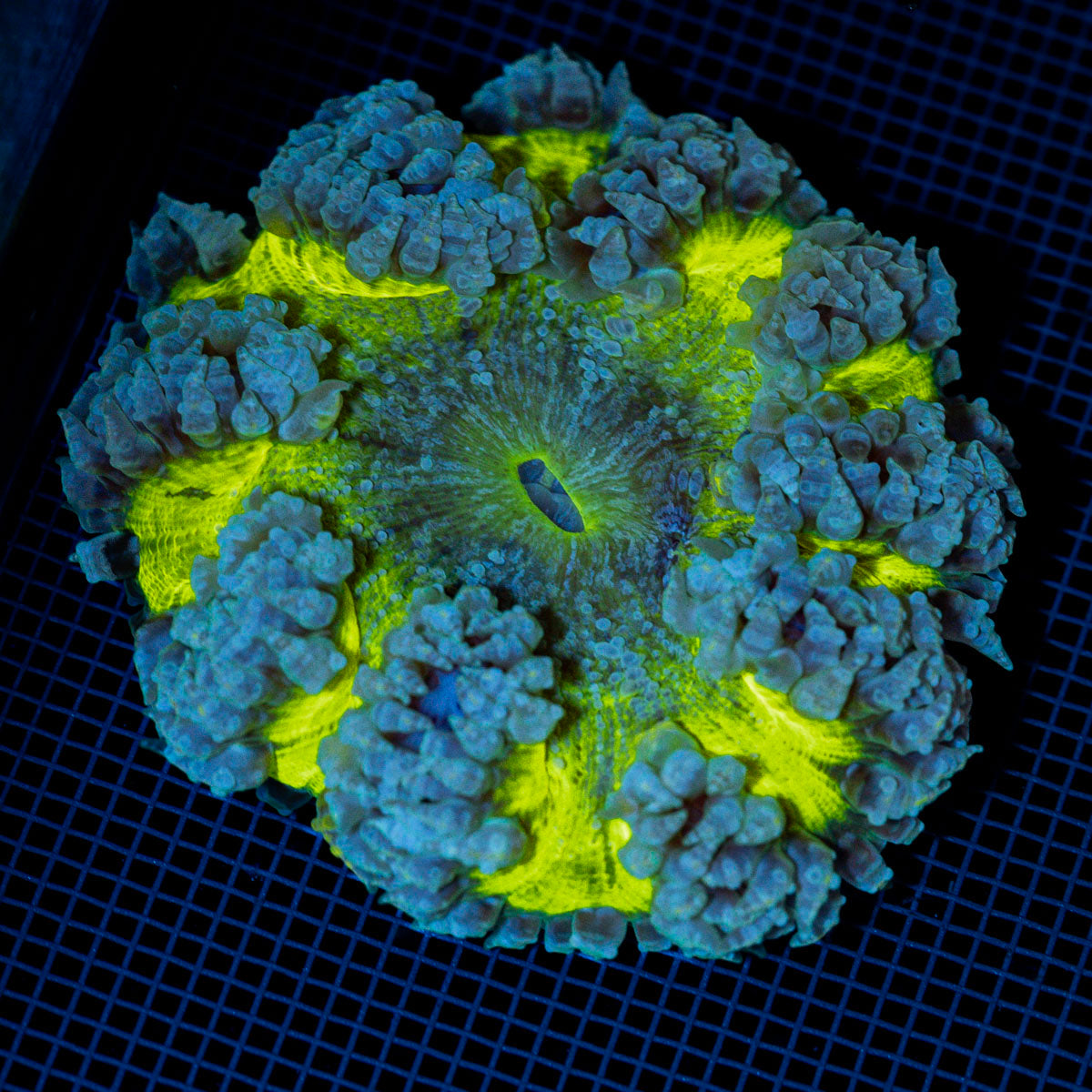 Ultra Rock Flower Anemome