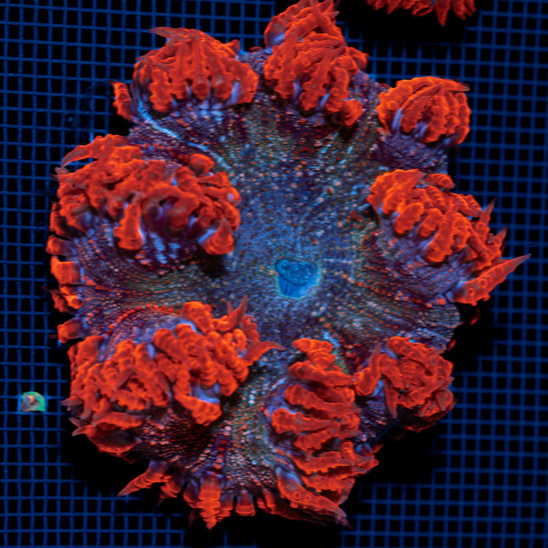 Ultra Rock Flower Anemome