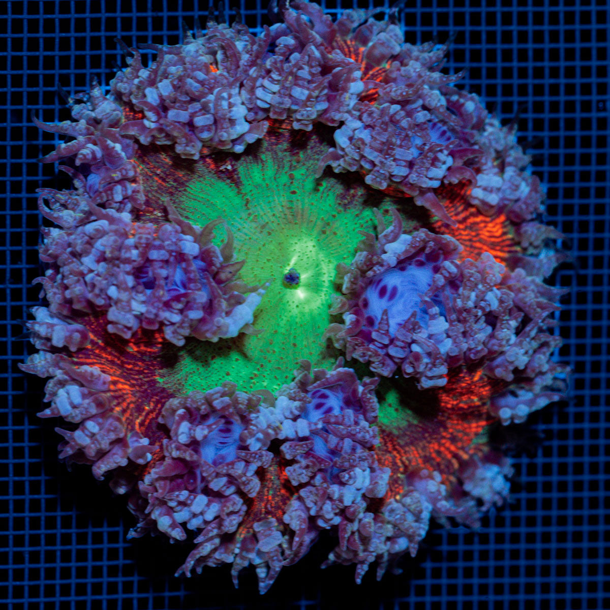 Ultra Rock Flower Anemome