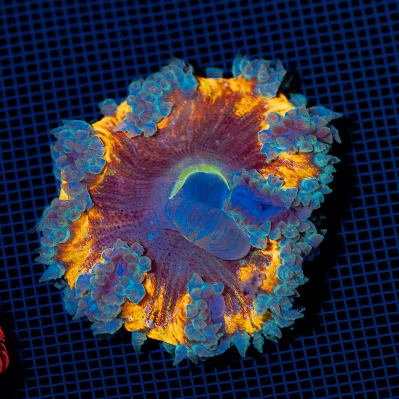 Ultra Rock Flower Anemome