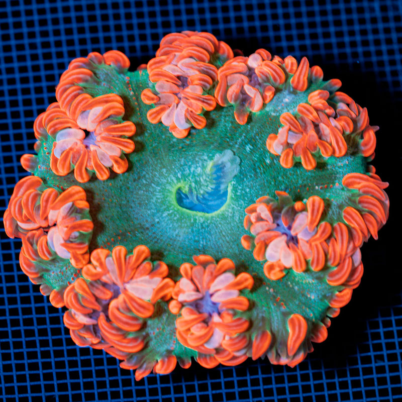 Ultra Rock Flower Anemome