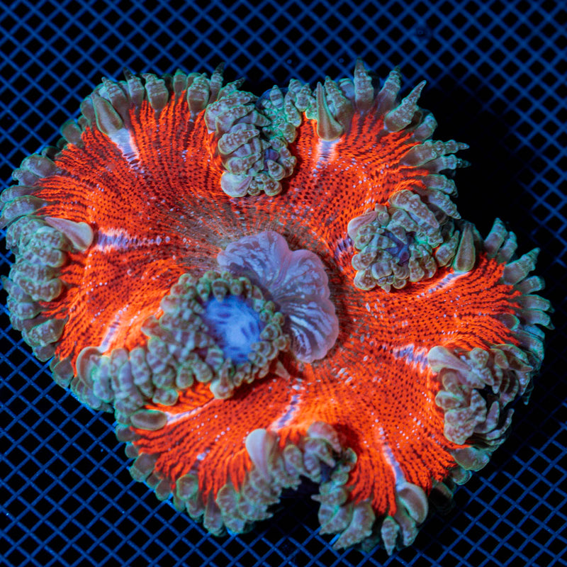 Ultra Rock Flower Anemome