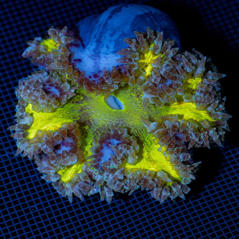Ultra Rock Flower Anemome