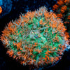 Saint Thomas Mushroom 