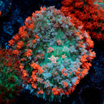 Saint Thomas Mushroom 