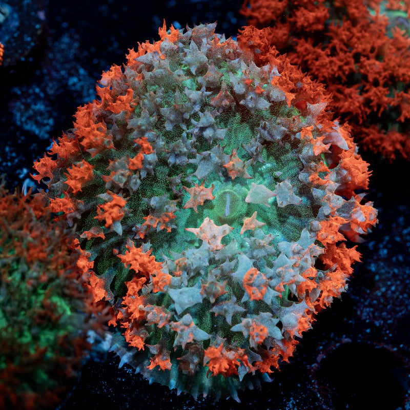 Saint Thomas Mushroom