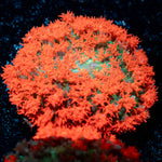 Saint Thomas Mushroom 