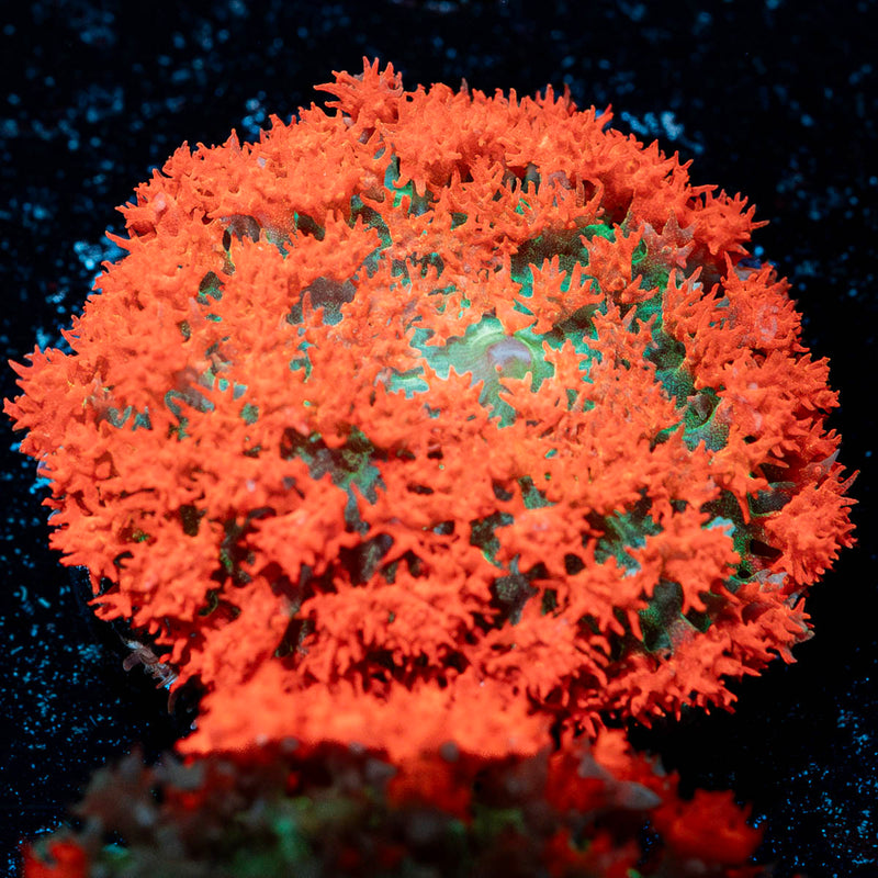 Saint Thomas Mushroom