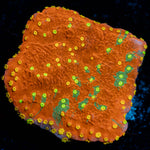 WWC Sunfire Grafted Montipora