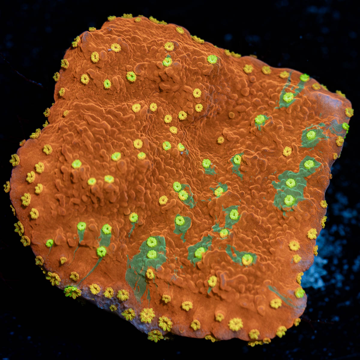 WWC Sunfire Grafted Montipora