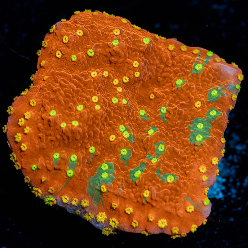 WWC Sunfire Grafted Montipora