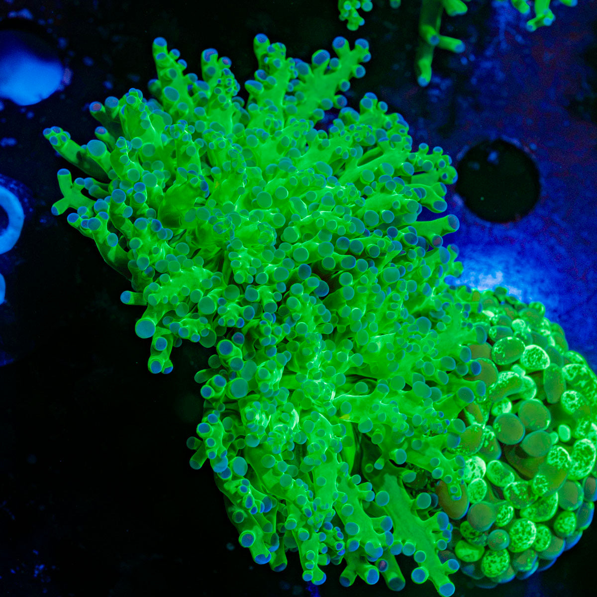 Classic Frogspawn Euphyllia Coral with branching fleshy heads in reef aquarium