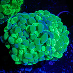 Splatter Hammer Euhyllia Coral with branching fleshy heads in reef aquarium