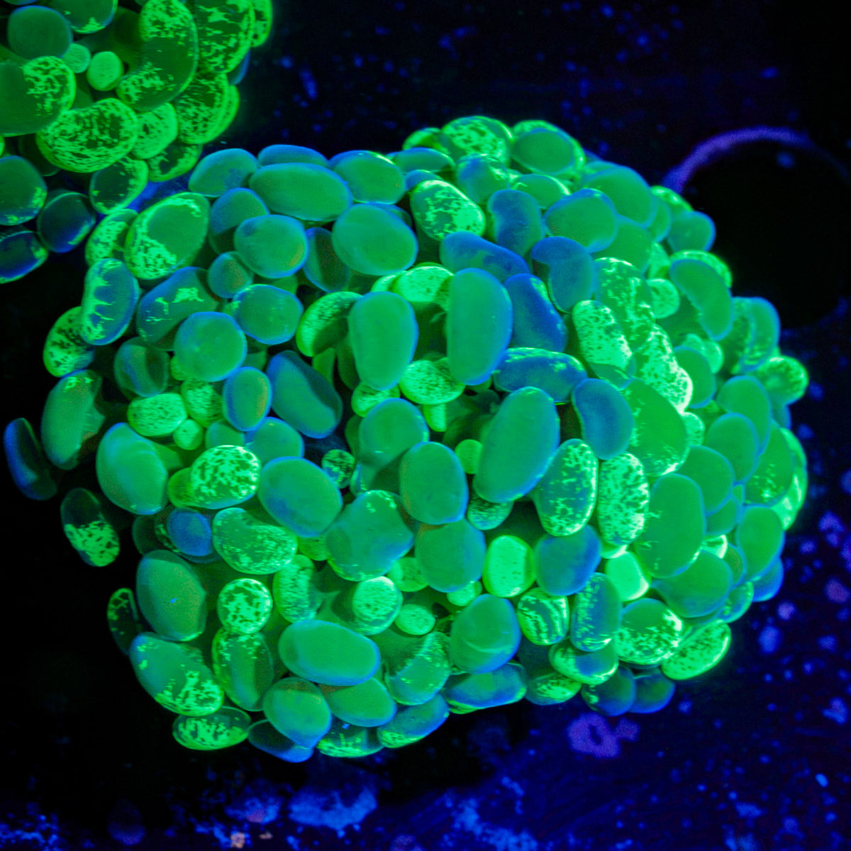 Splatter Hammer Euhyllia Coral with branching fleshy heads in reef aquarium