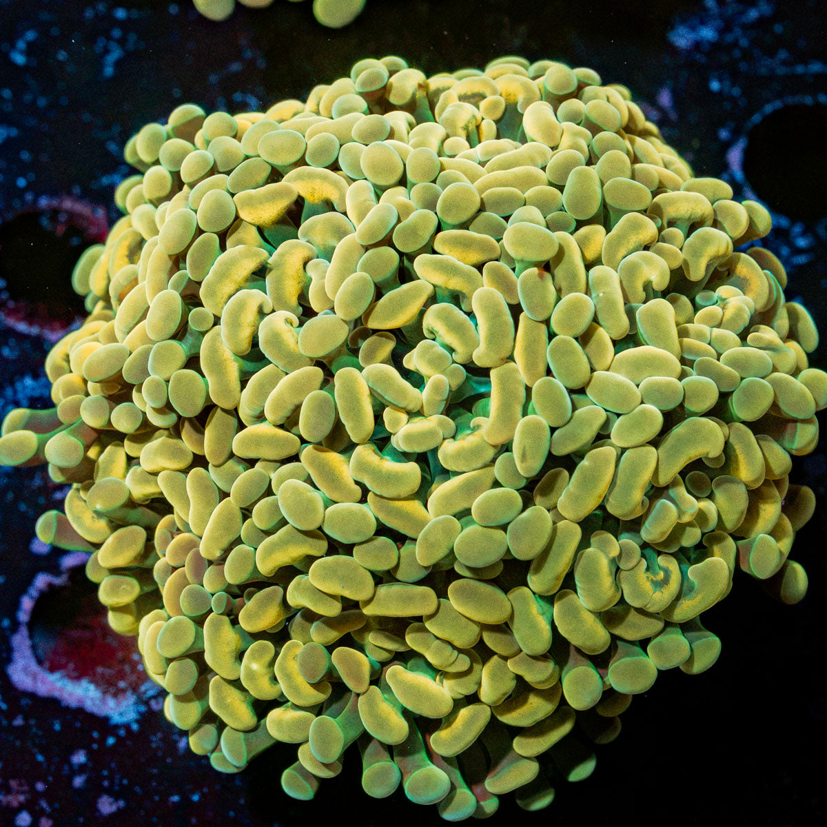 Multi head Golden Hammer Euphyllia Coral with branching fleshy heads in reef aquarium