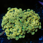 Multi head Golden Hammer Euphyllia Coral with branching fleshy heads in reef aquarium