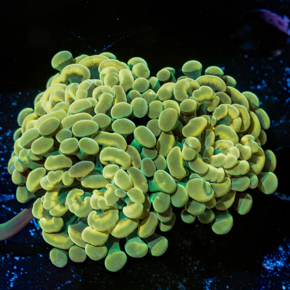 Multi head Golden Hammer Euphyllia Coral with branching fleshy heads in reef aquarium
