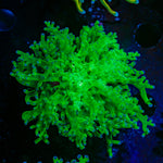 Classic Frogspawn Euphyllia Coral with branching fleshy heads in reef aquarium