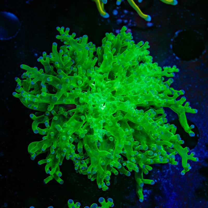Classic Frogspawn Euphyllia Coral with branching fleshy heads in reef aquarium