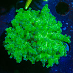 Classic Frogspawn Euphyllia Coral with branching fleshy heads in reef aquarium