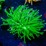 cotton candy torch euphyllia 