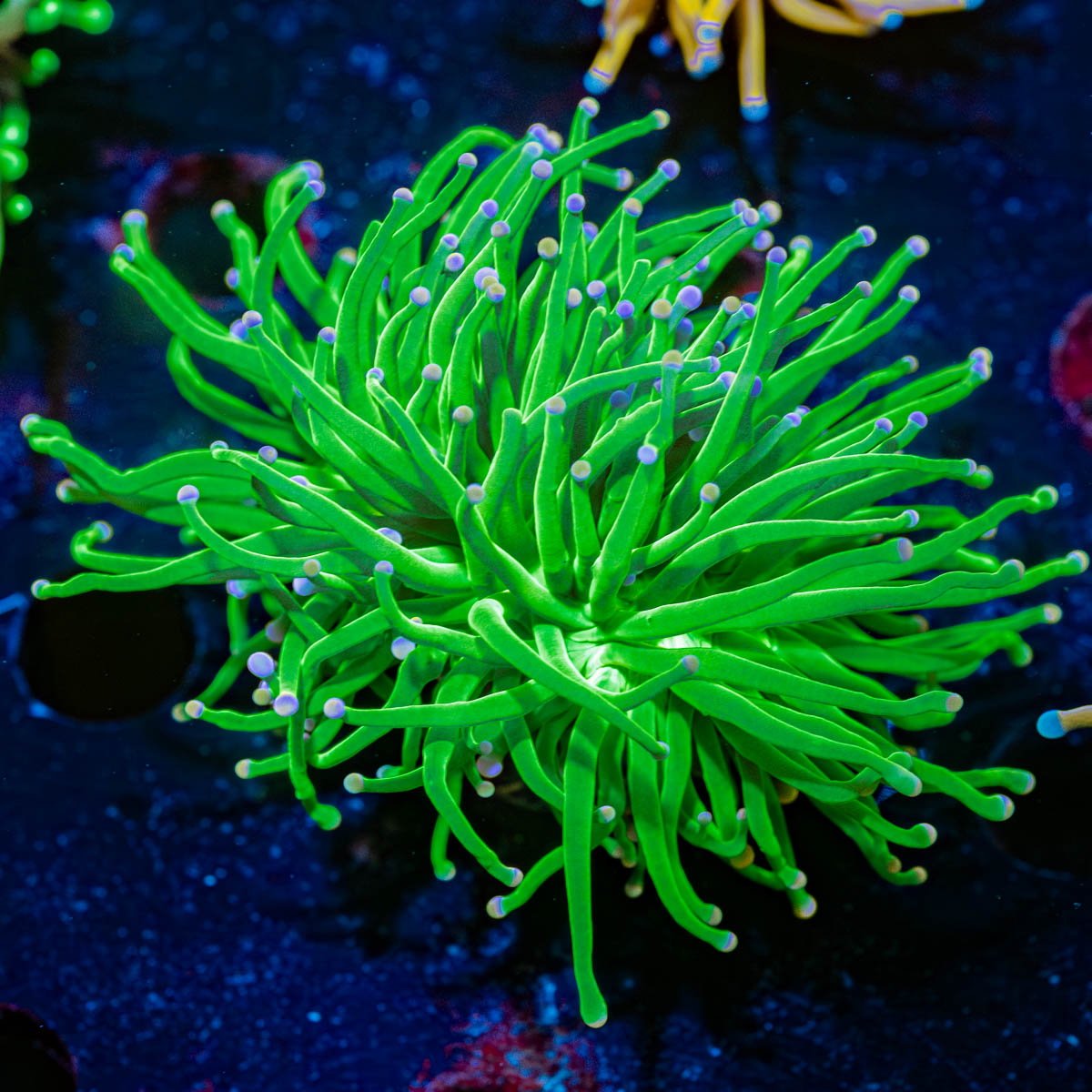 cotton candy torch euphyllia 