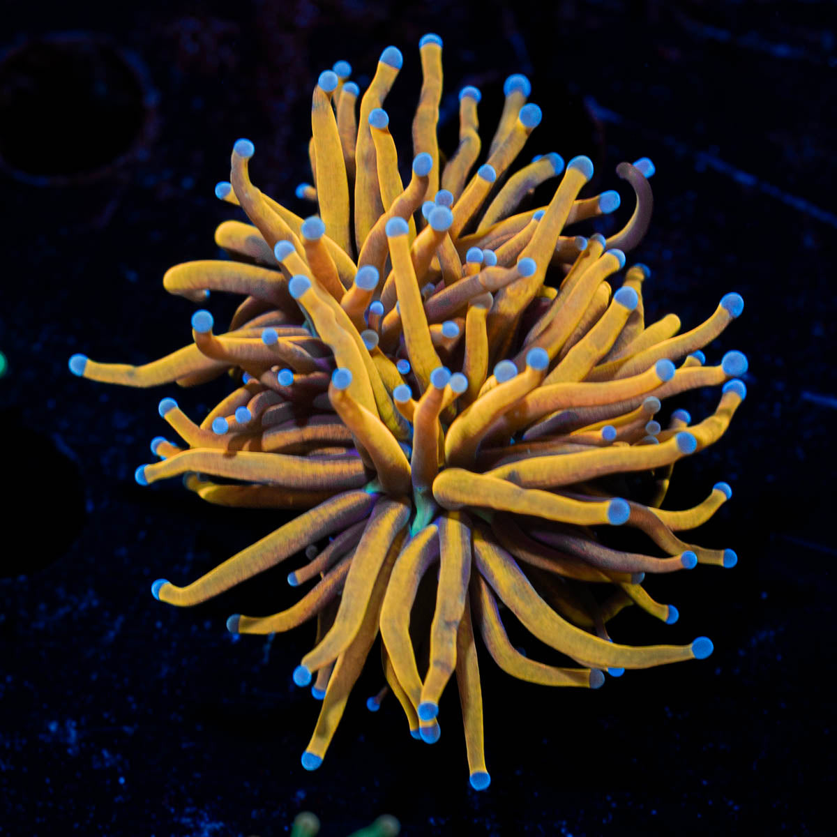 Gold torch euphyllia 