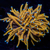 Gold torch euphyllia 
