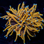 Gold torch euphyllia 