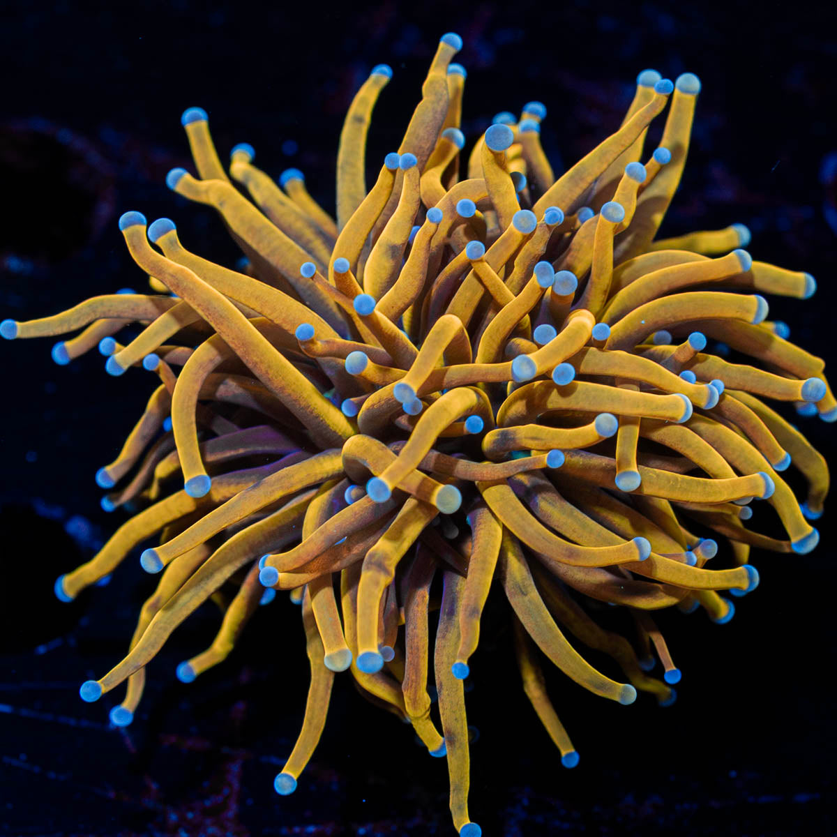 Gold torch euphyllia 