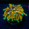 Blow Torch Euphyllia