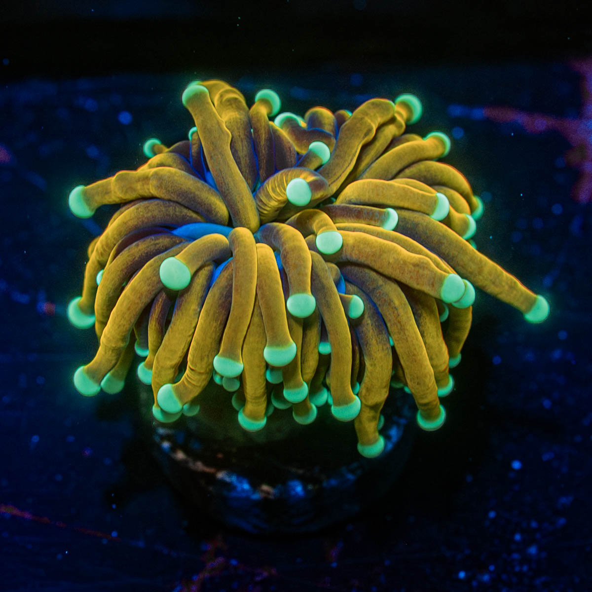 Blow Torch Euphyllia