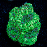 Acan Coral with fleshy polyps in reef aquarium