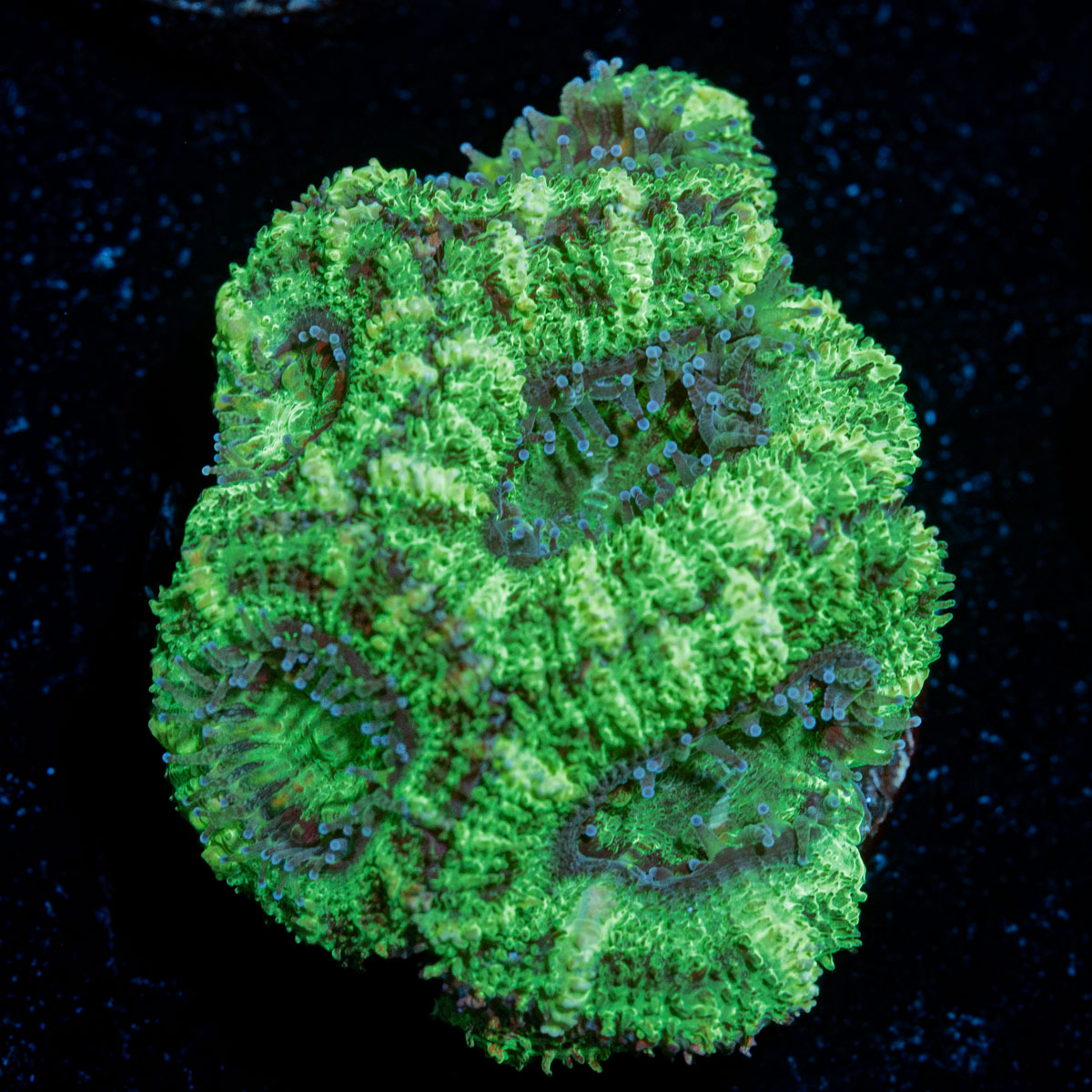 Acan Coral with fleshy polyps in reef aquarium