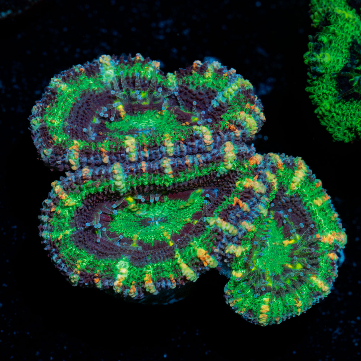 Acan Coral with fleshy polyps in reef aquarium