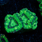 Acan Coral with fleshy polyps in reef aquarium