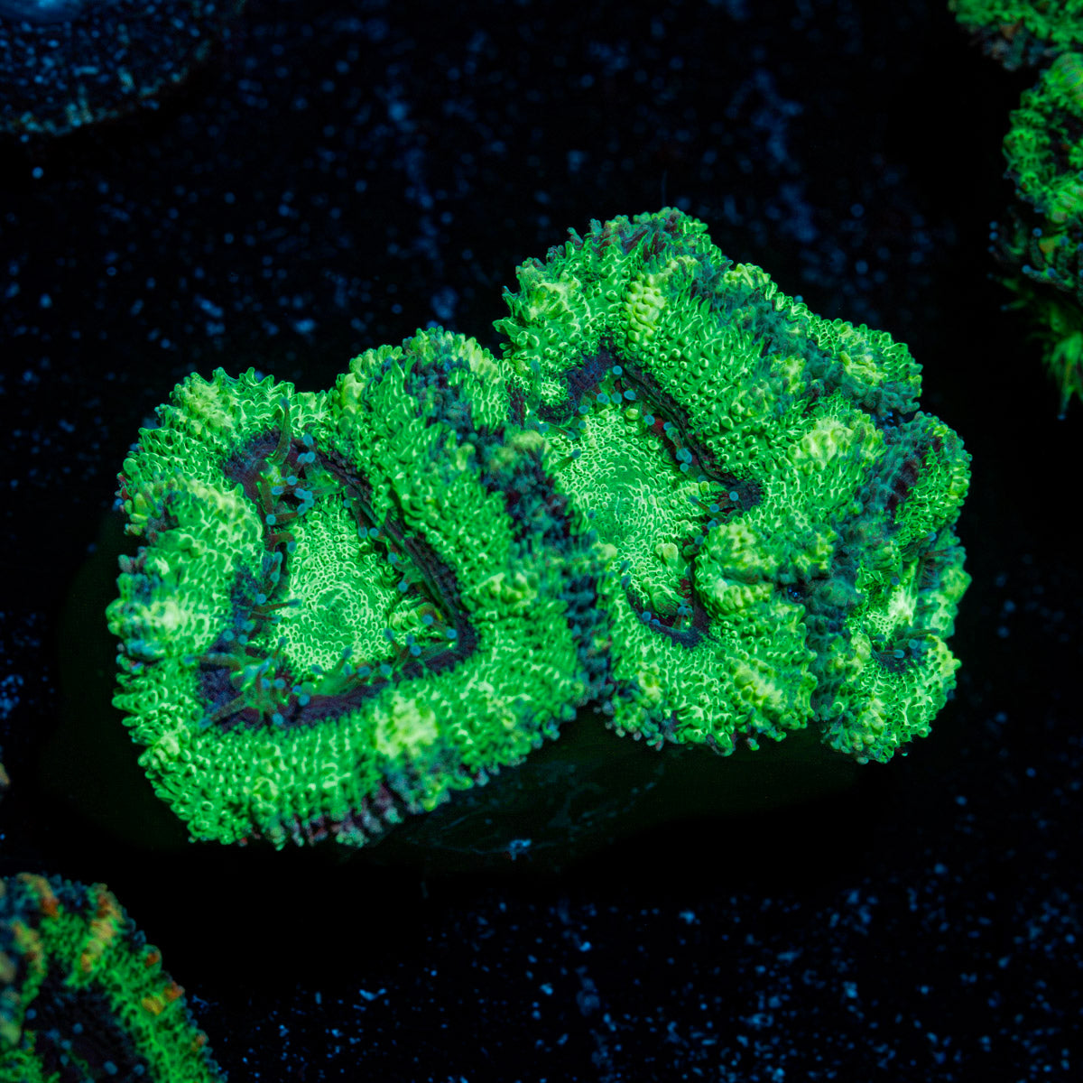 Acan Coral with fleshy polyps in reef aquarium