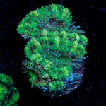 Acan Coral with fleshy polyps in reef aquarium