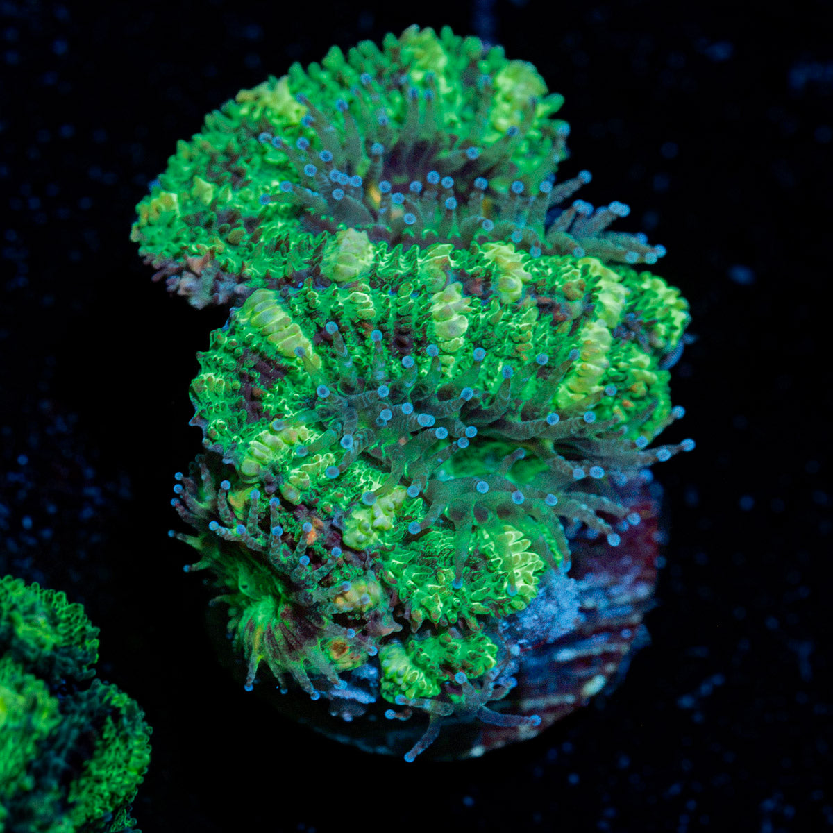 Acan Coral with fleshy polyps in reef aquarium