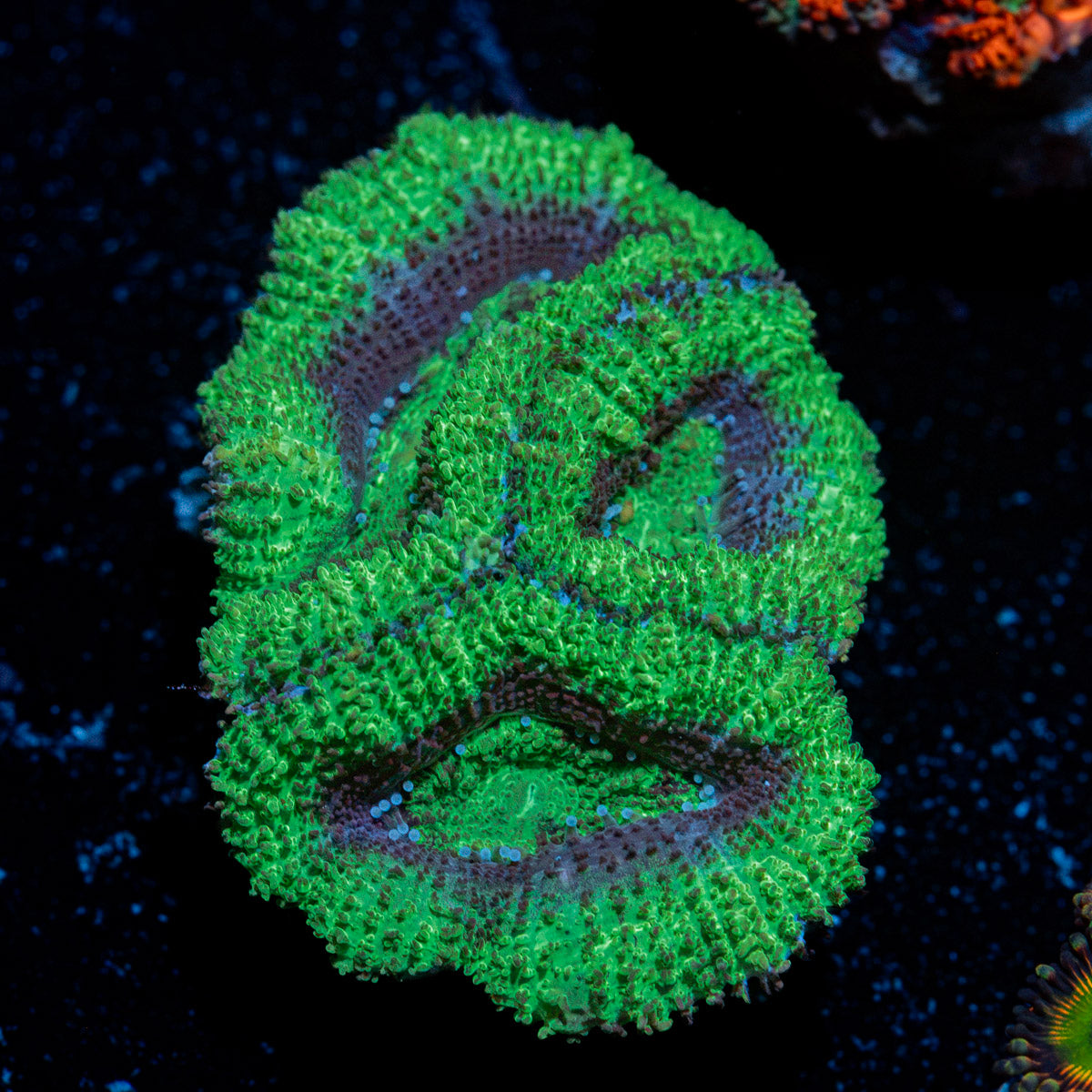 Acan Coral with fleshy polyps in reef aquarium